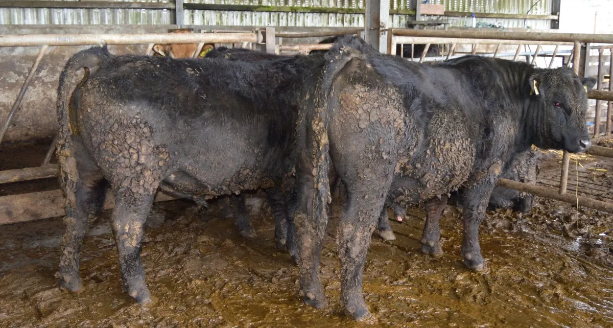 PBR Angus Bulls - Image 4