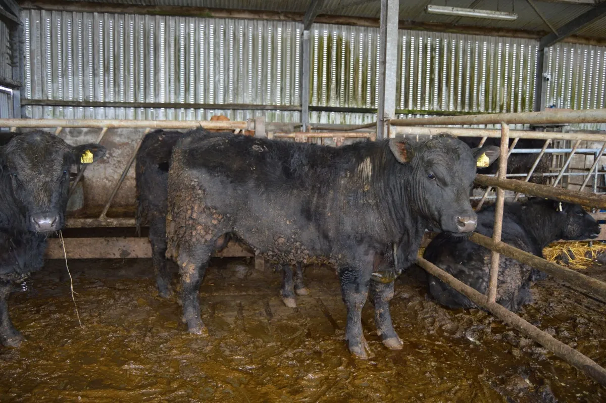 PBR Angus Bulls - Image 2