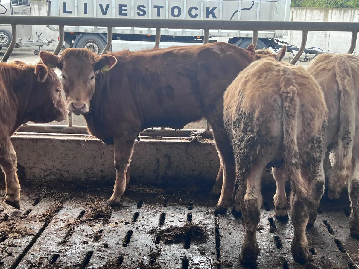 4 Charolais Heifers 350kg - Image 3