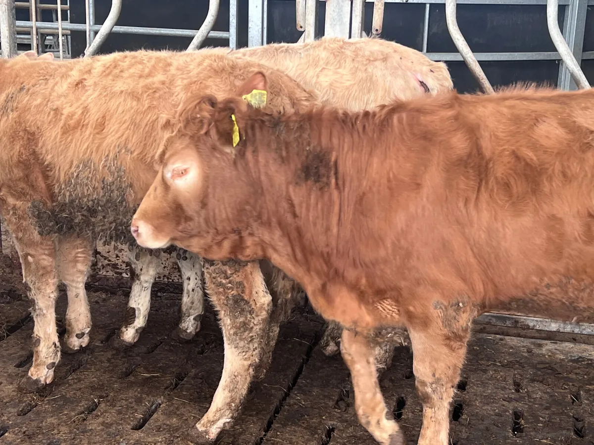 4 Charolais Heifers 350kg - Image 1