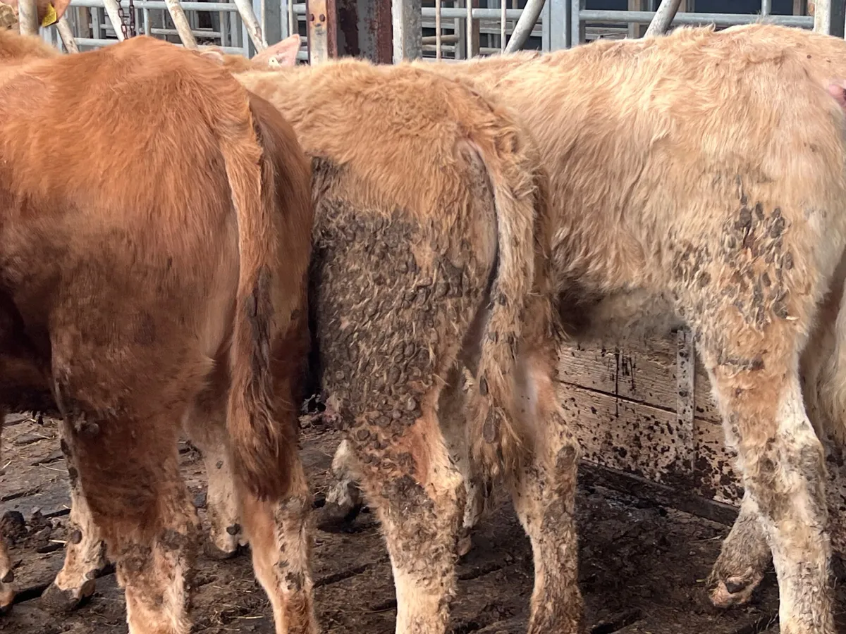 4 Charolais Heifers 350kg - Image 4