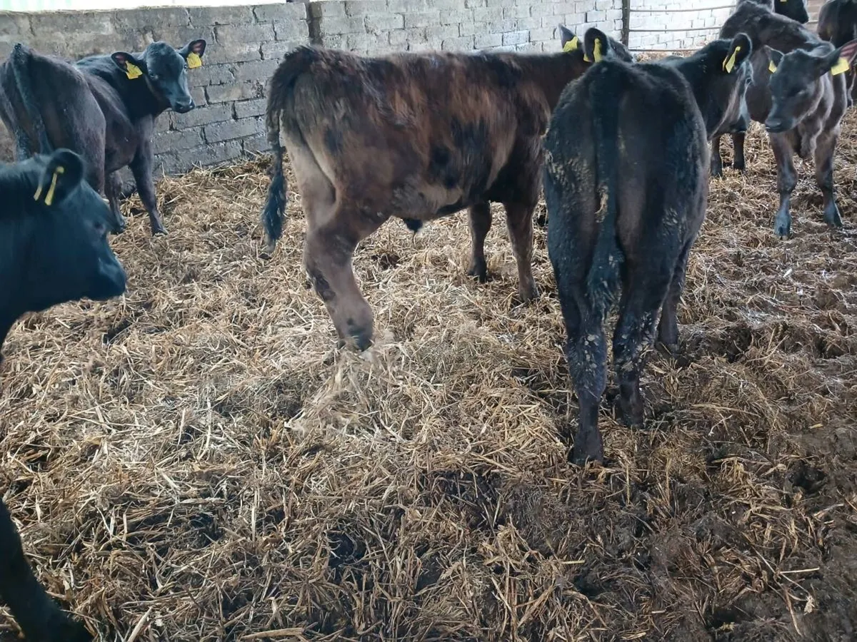7 weaned AA bulls - Image 3