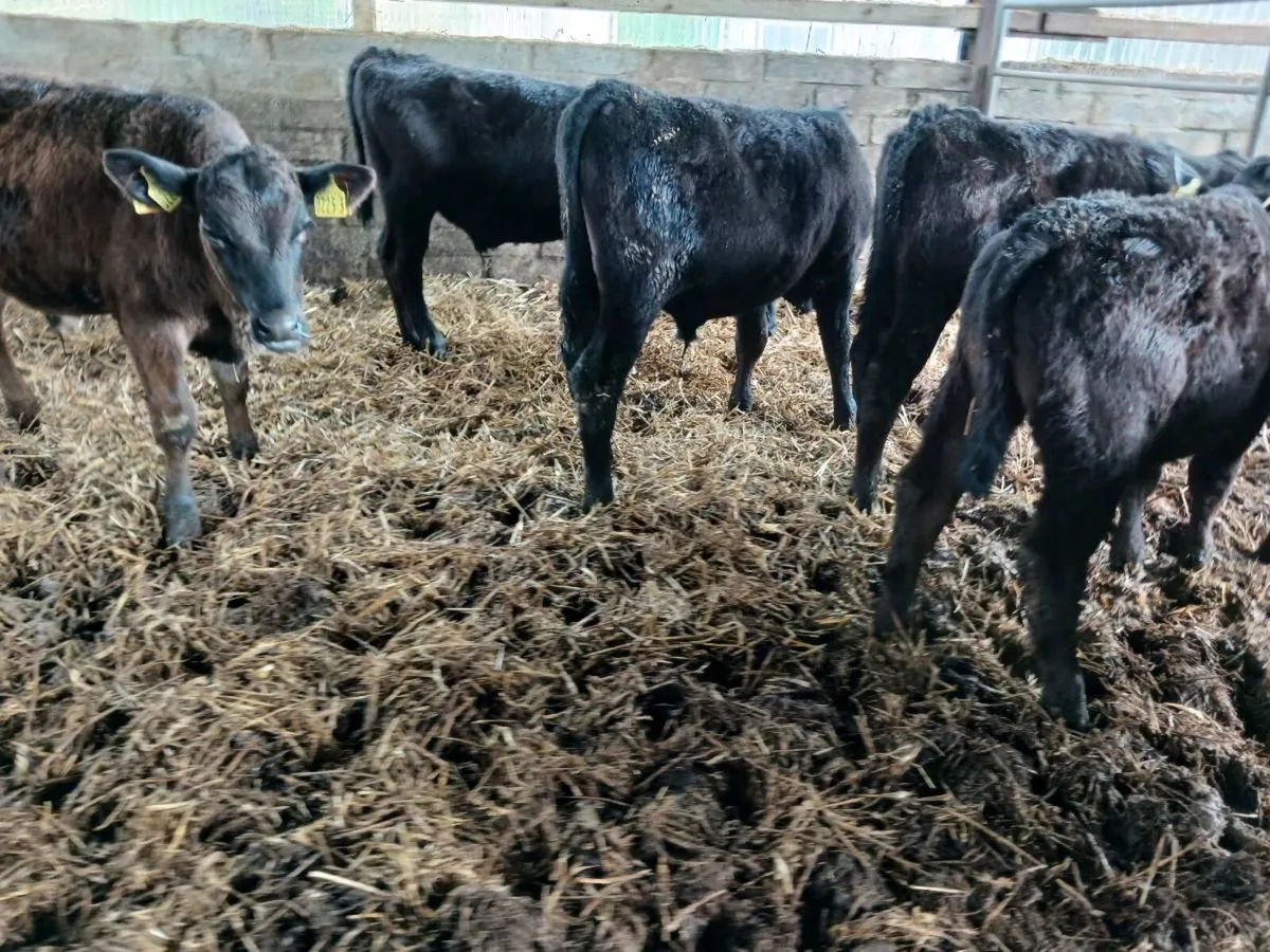 7 weaned AA bulls - Image 2
