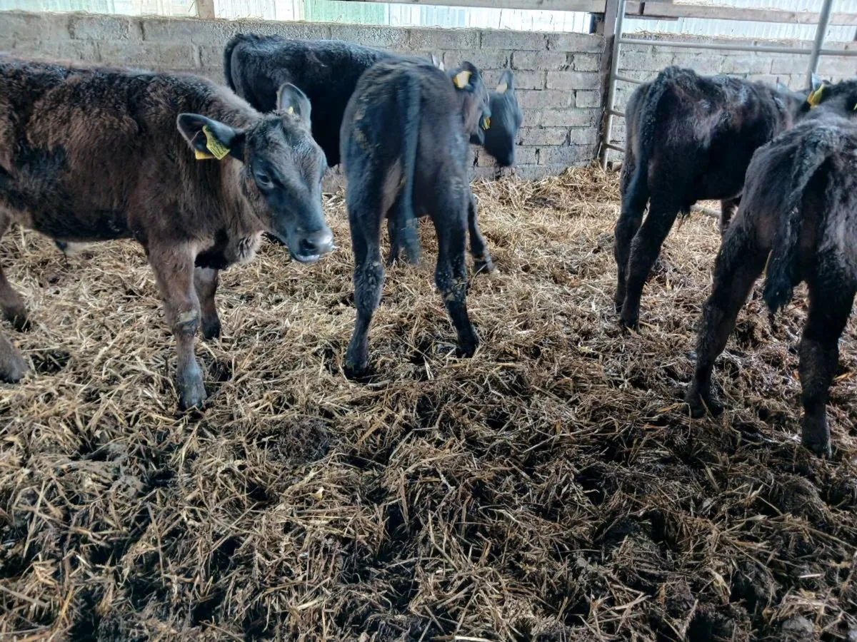 7 weaned AA bulls - Image 4