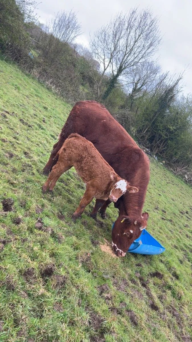 Cow and calf for sale - Image 1