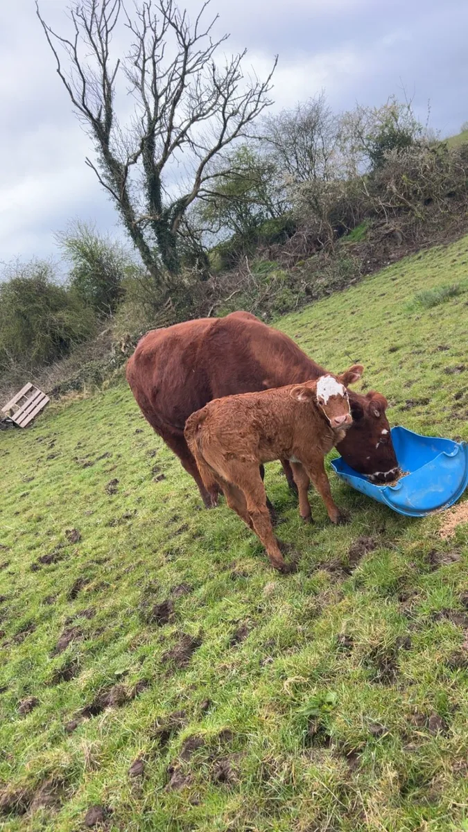 Cow and calf for sale - Image 2