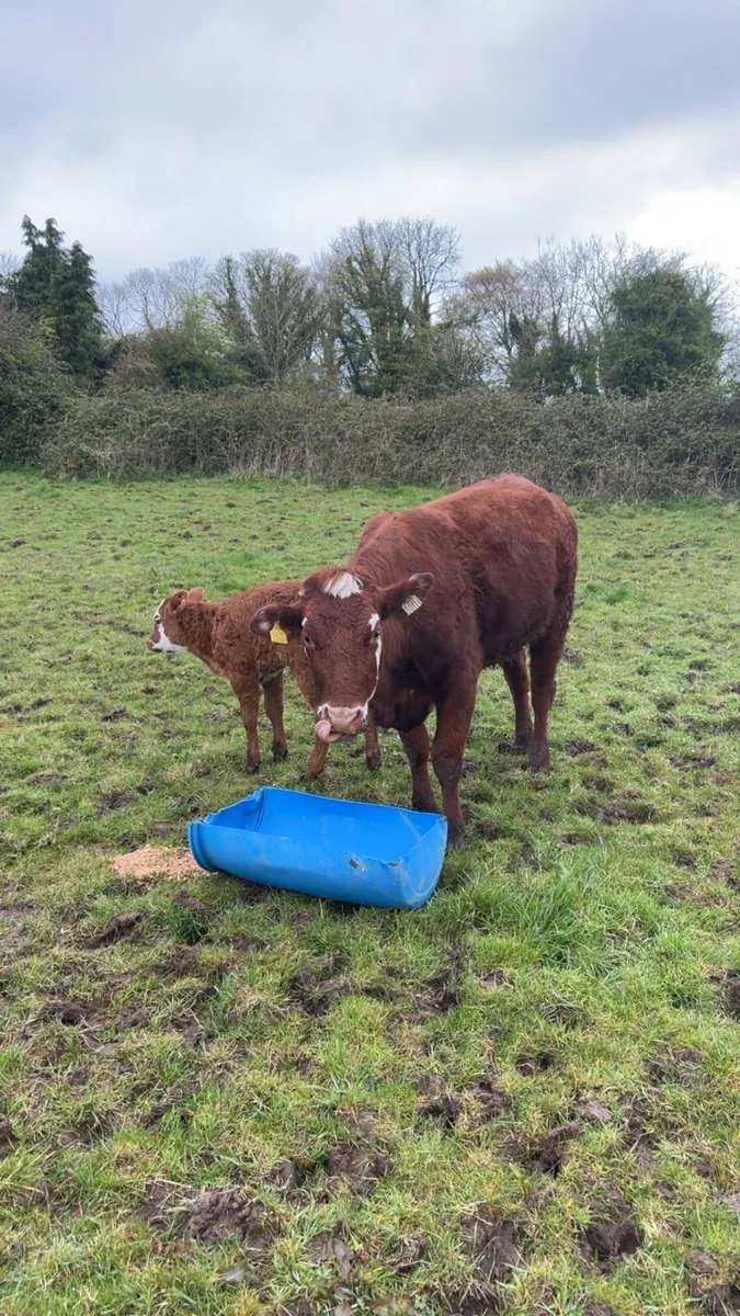 Cow and calf for sale - Image 3