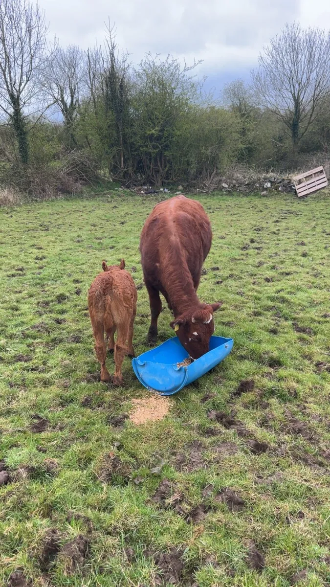 Cow and calf for sale - Image 4
