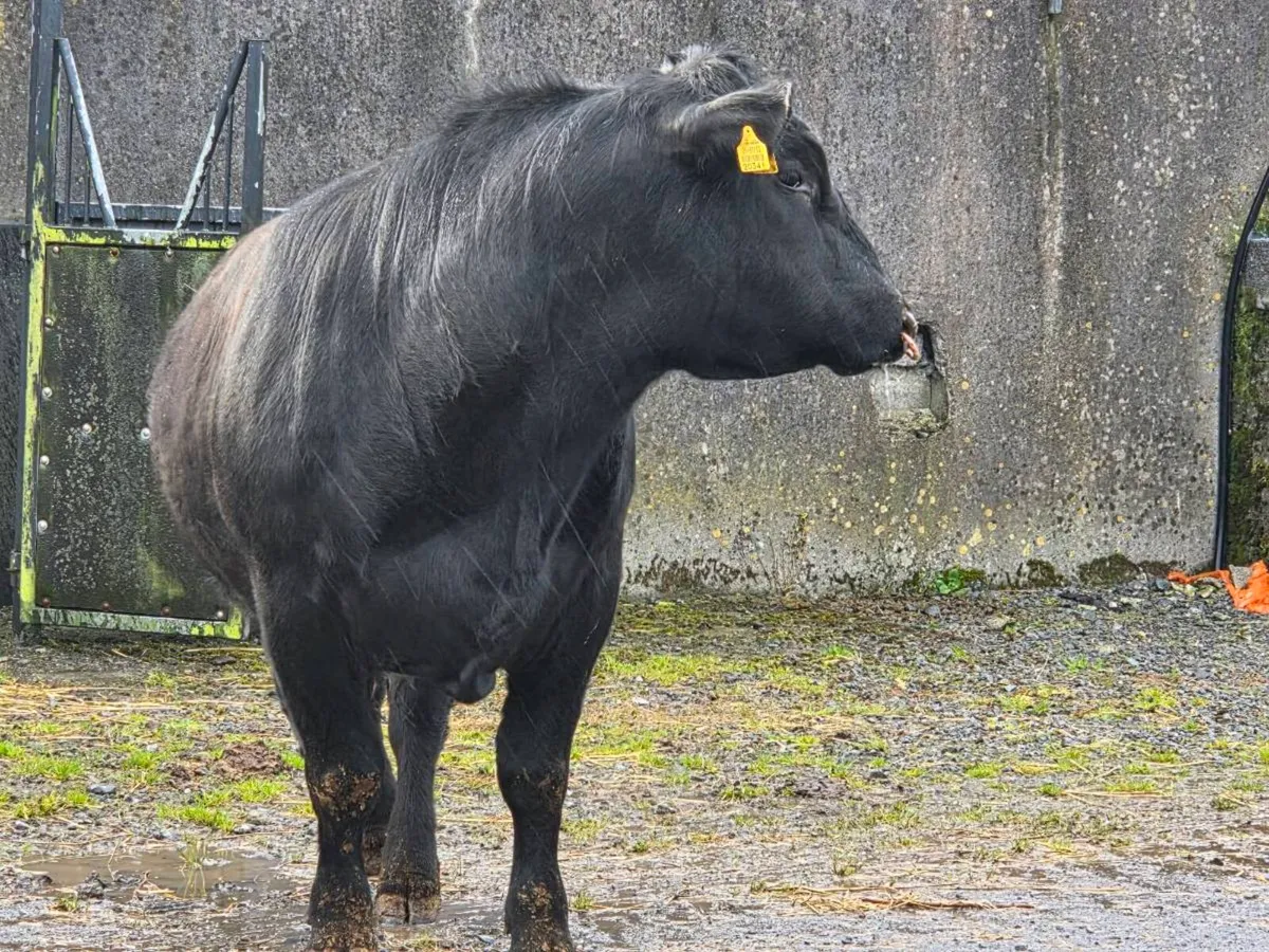 Pedigree registered AA Bulls and Heifers for sale - Image 2