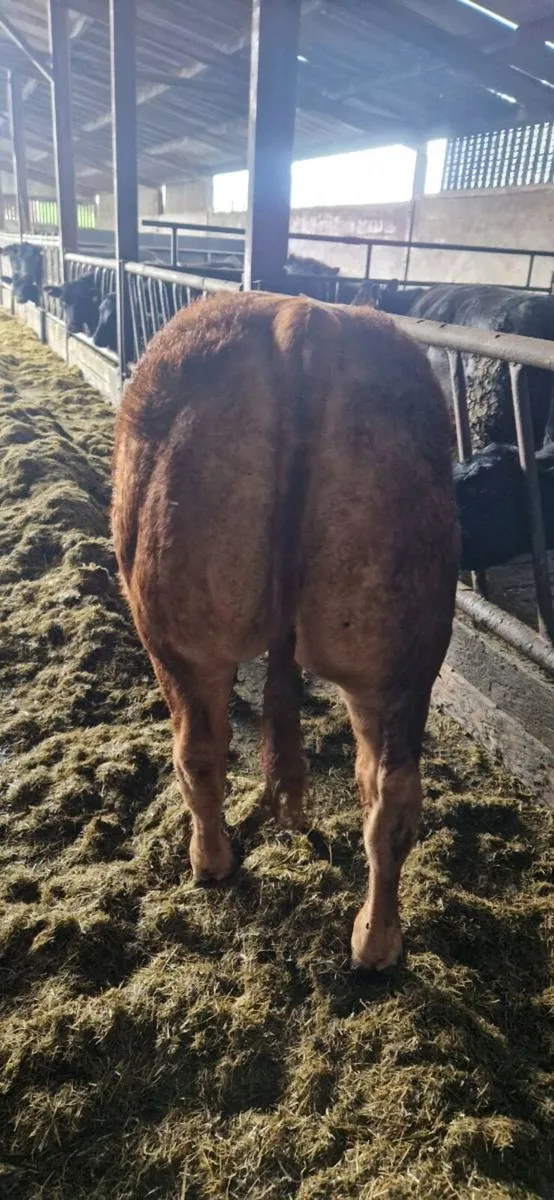 Quality Limousin Bulls by LOYAL - Image 2