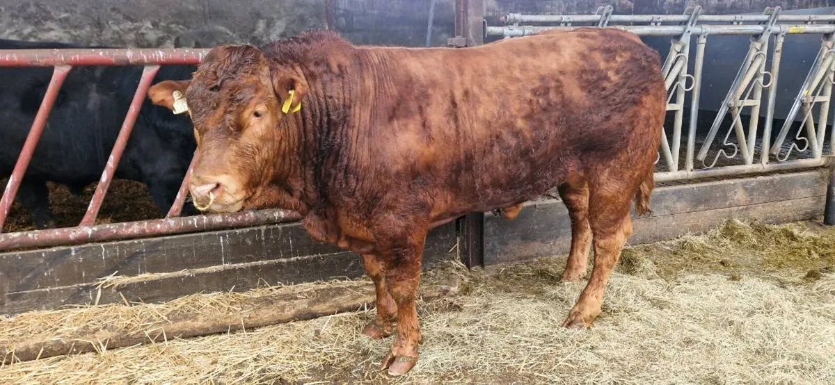 Quality Limousin Bulls by LOYAL - Image 3