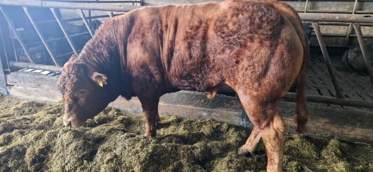 Quality Limousin Bulls by LOYAL - Image 4