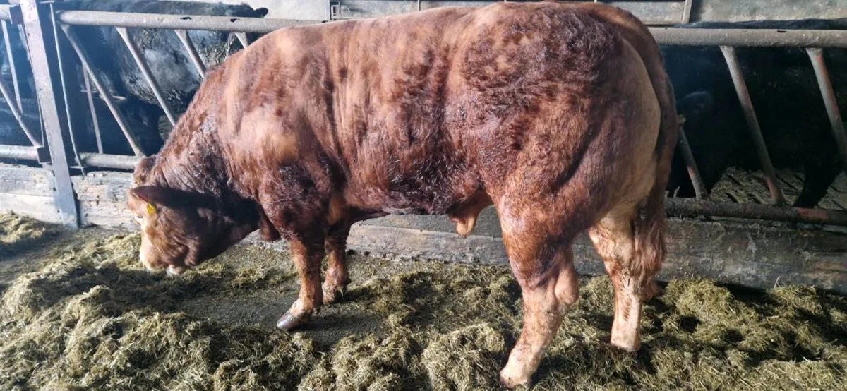 Quality Limousin Bulls by LOYAL - Image 1