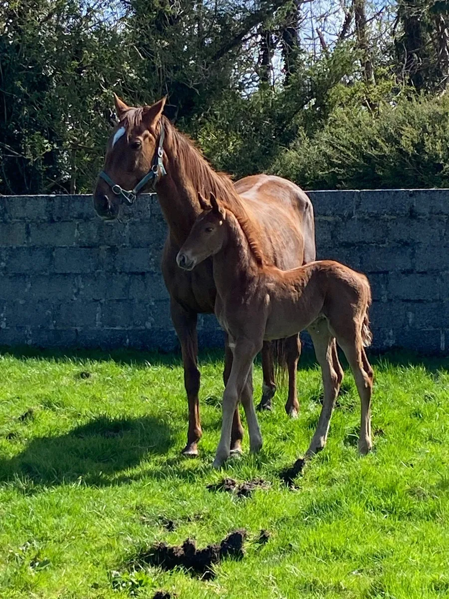 Four time winning mare and colt foal - Image 1
