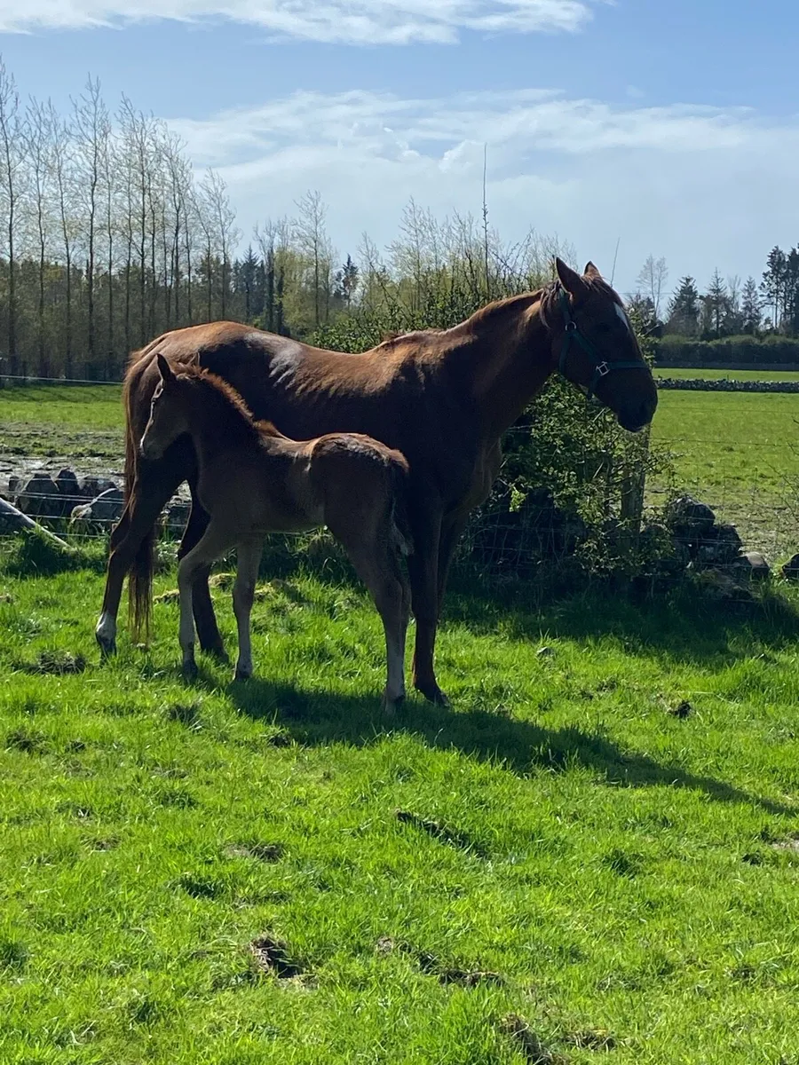 Four time winning mare and colt foal - Image 2