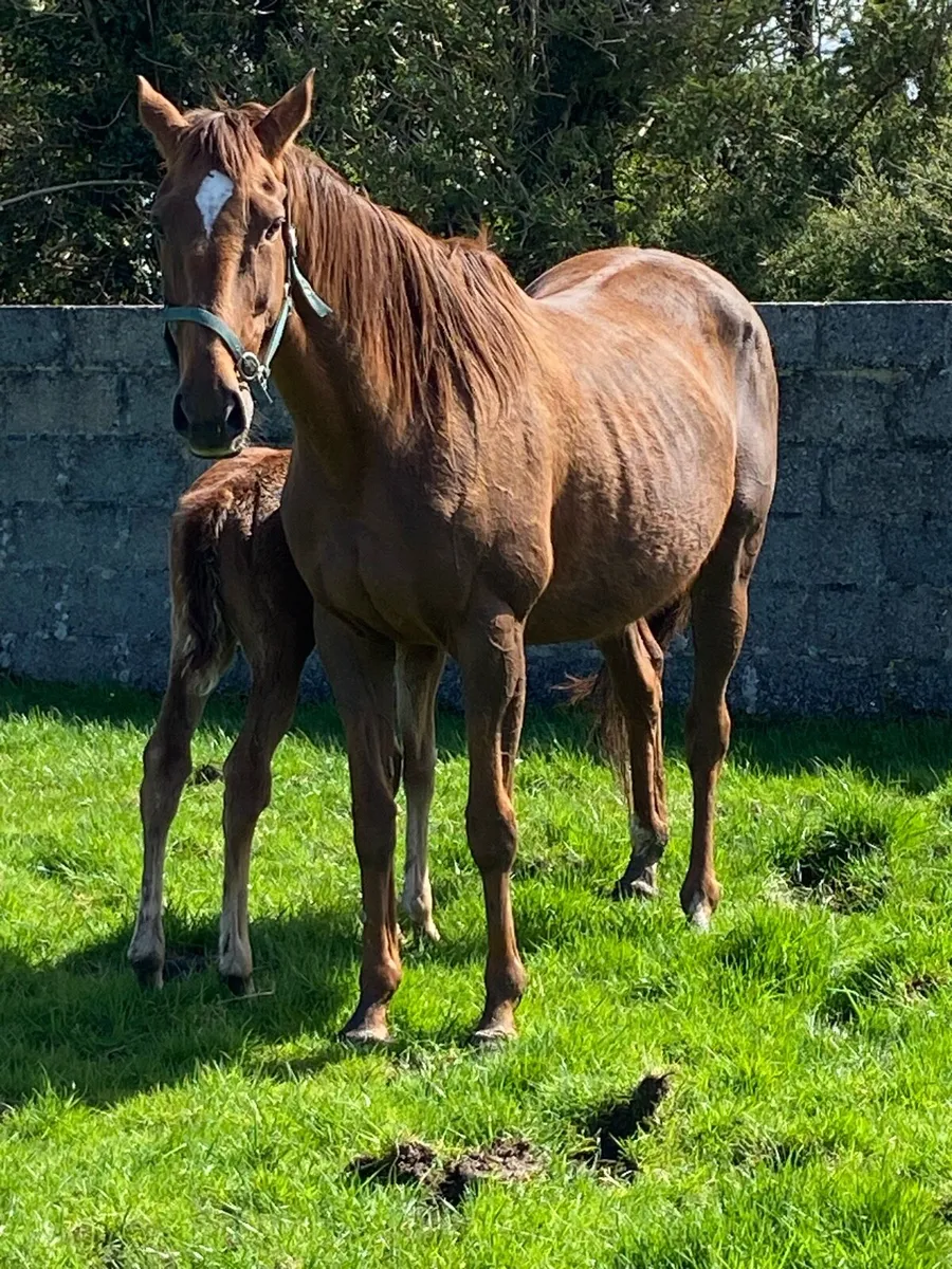 Four time winning mare and colt foal - Image 3