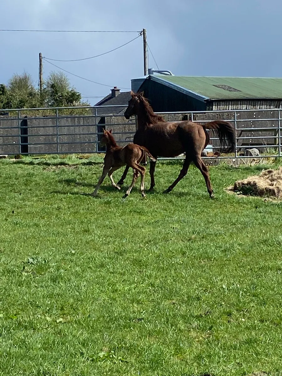 Four time winning mare and colt foal - Image 4