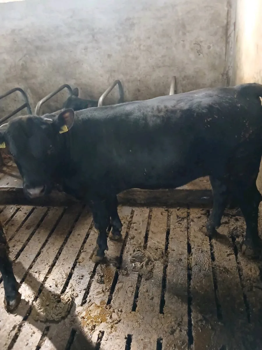 Teaser bulls - Image 2