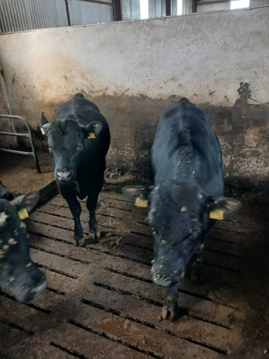 Teaser bulls - Image 3