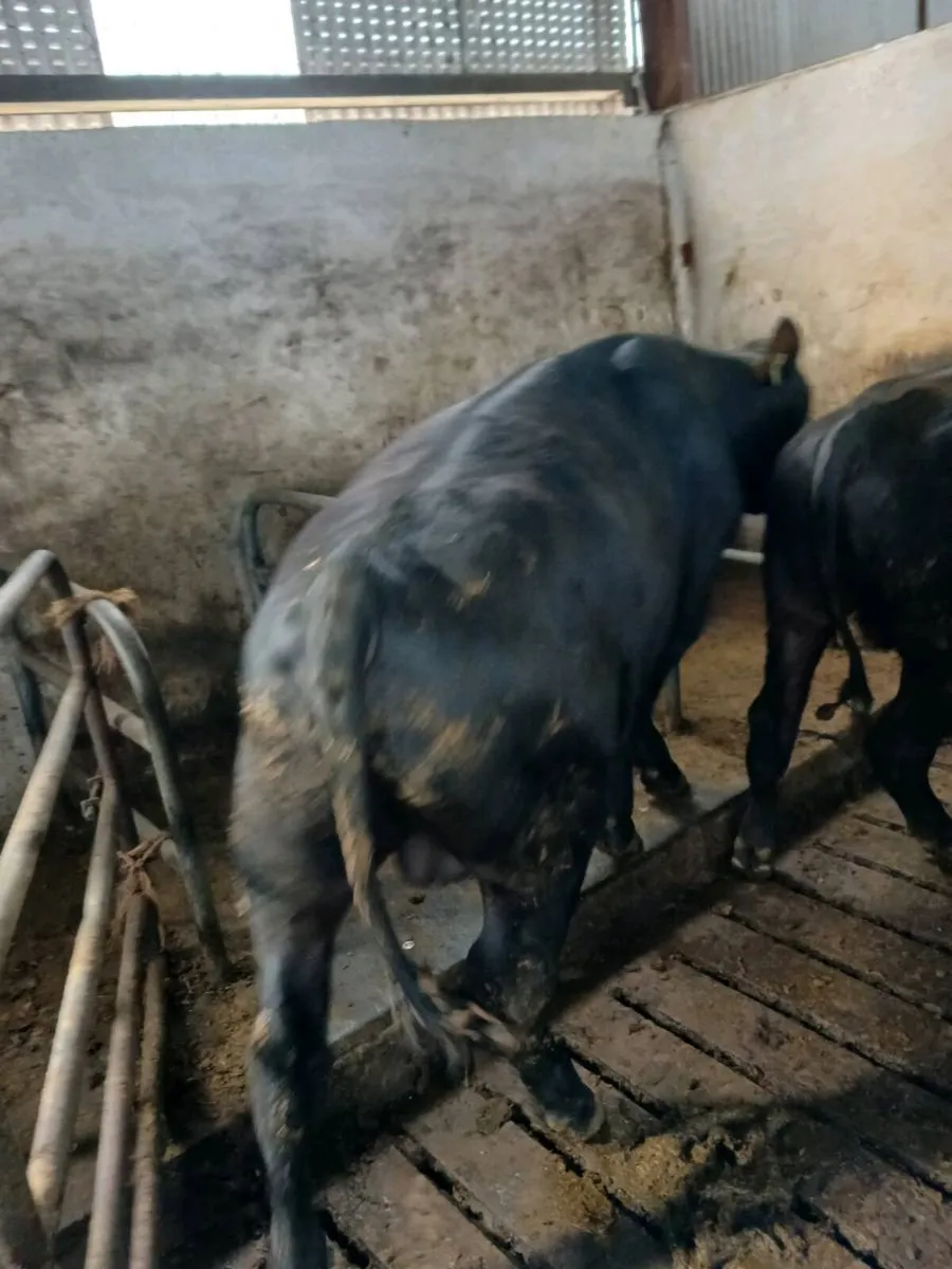 Teaser bulls - Image 4