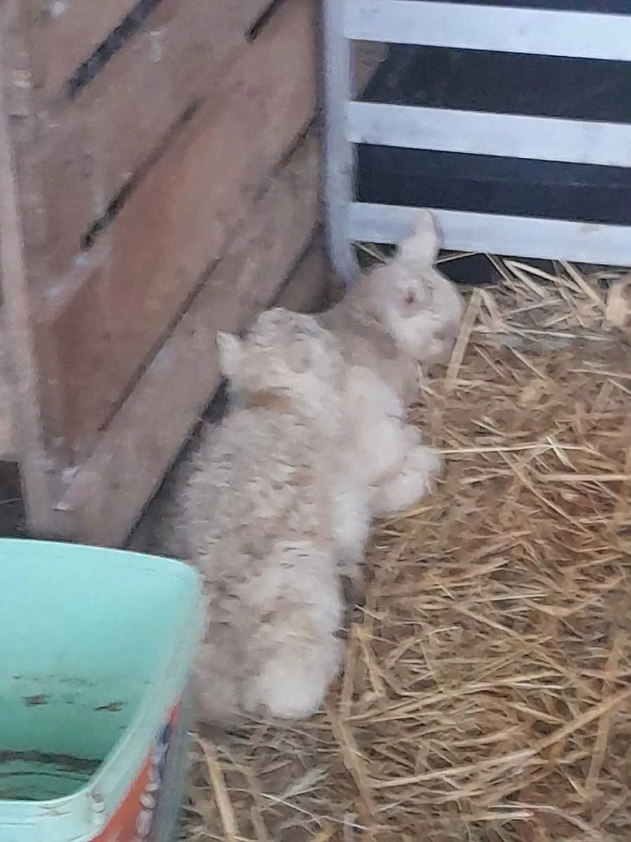 Foster Lambs