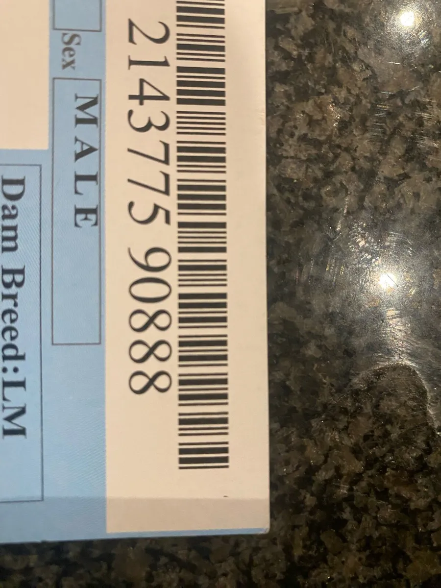 Limousin Bull - Image 3