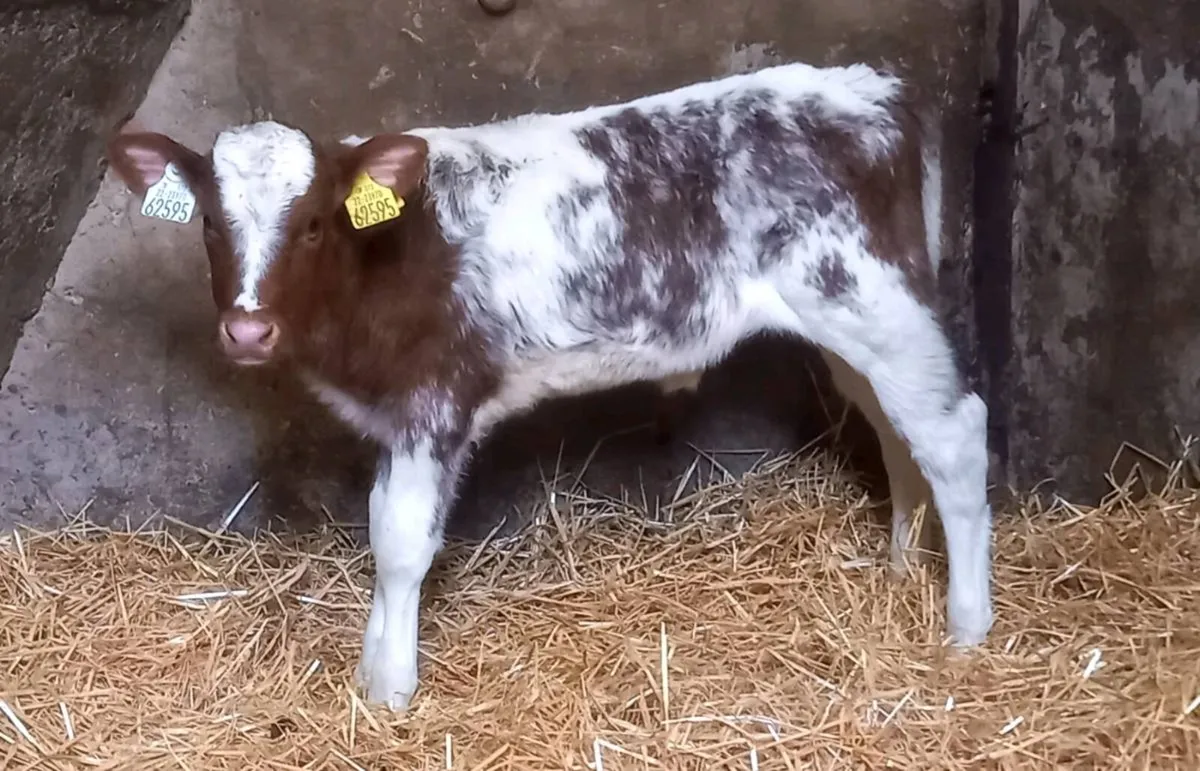 ROAN  HEIFER  SUCK  CALF  COW  MAKER