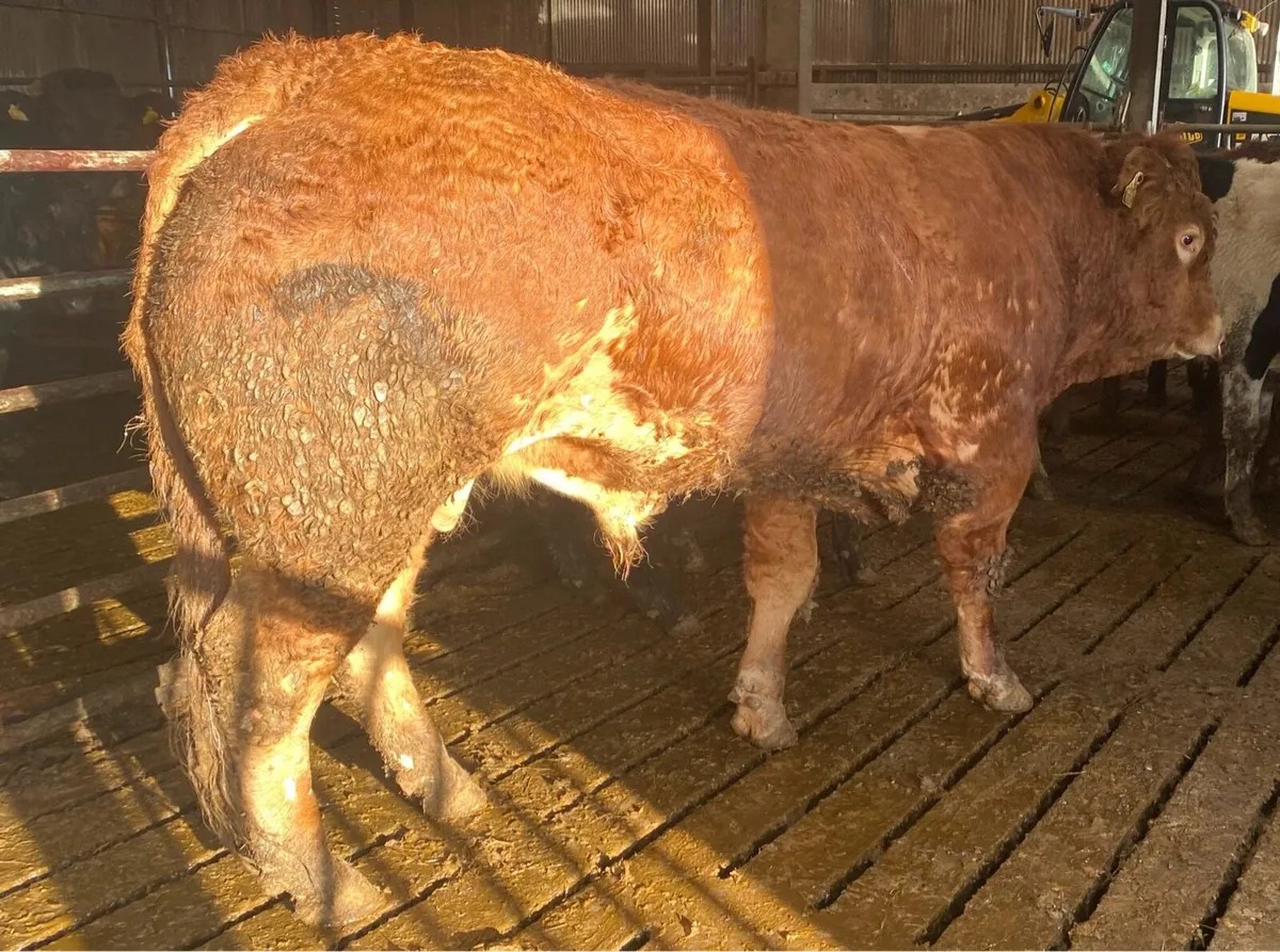 Limousin Bull - Image 1