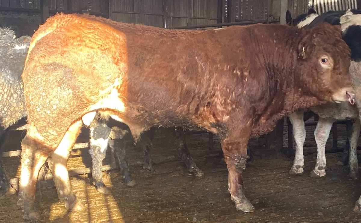 Limousin Bull - Image 4
