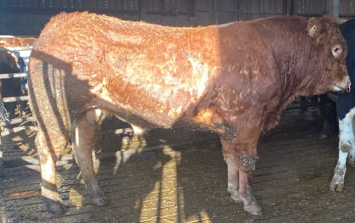Limousin Bull - Image 2