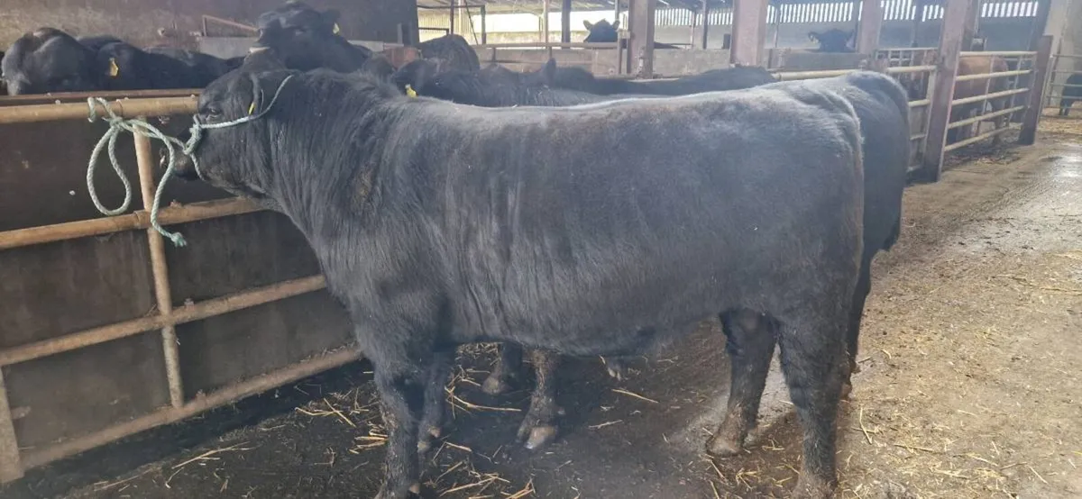 AI Breed Angus Breeding Bulls - Image 3