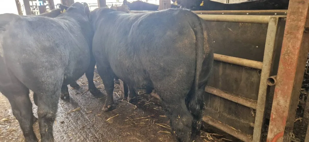 AI Breed Angus Breeding Bulls - Image 4