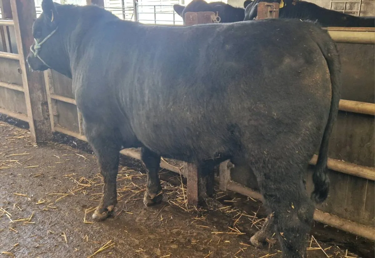 AI Breed Angus Breeding Bulls - Image 1