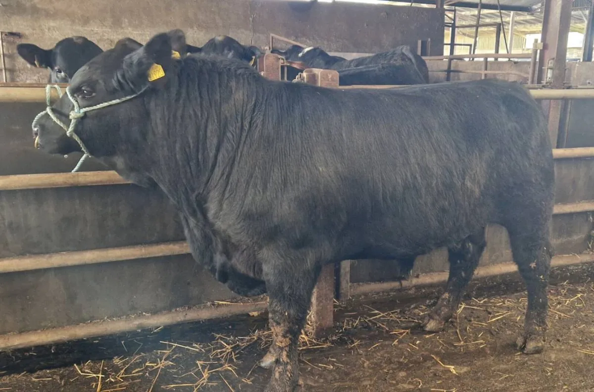 AI Breed Angus Breeding Bulls - Image 2