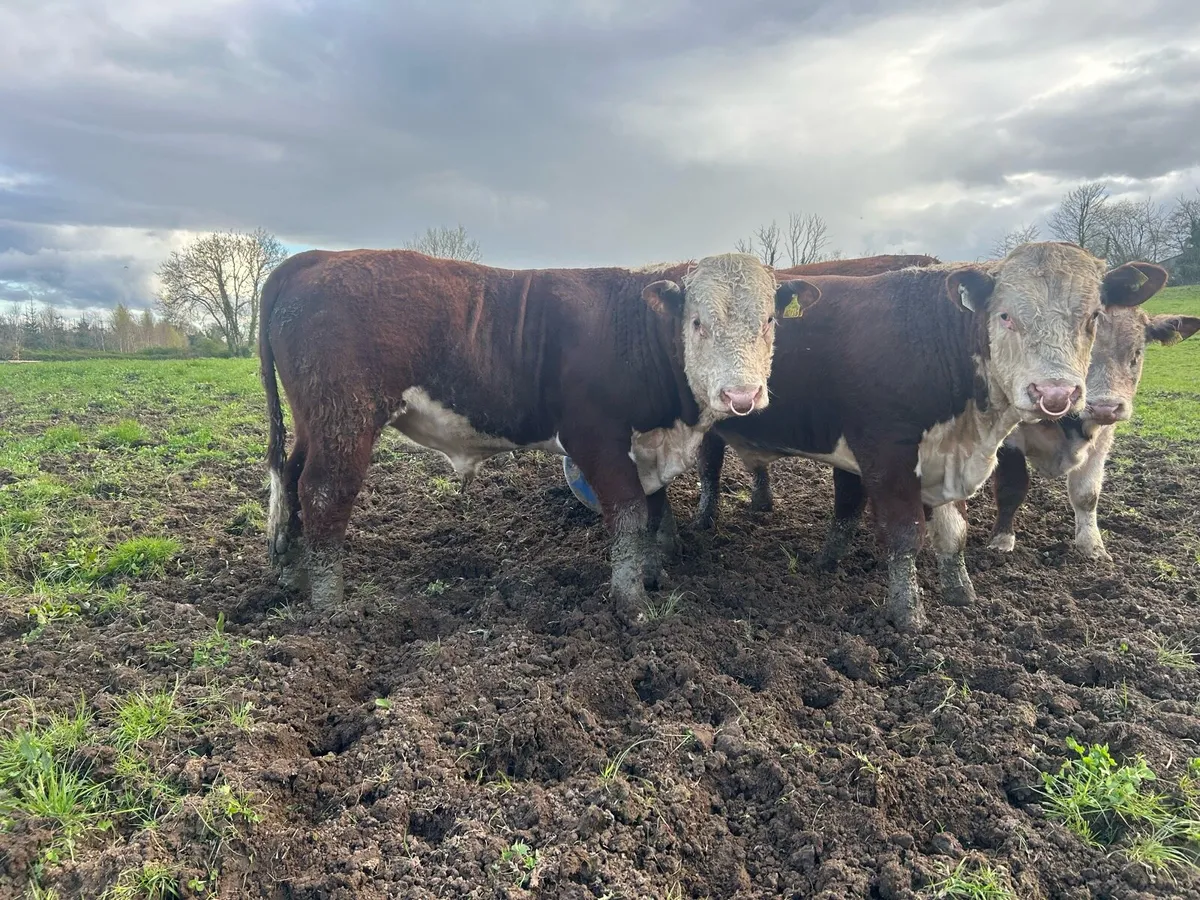 PBR Hereford Bulls - Image 1