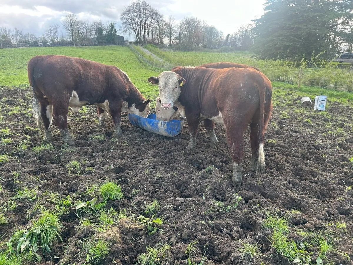 PBR Hereford Bulls - Image 2