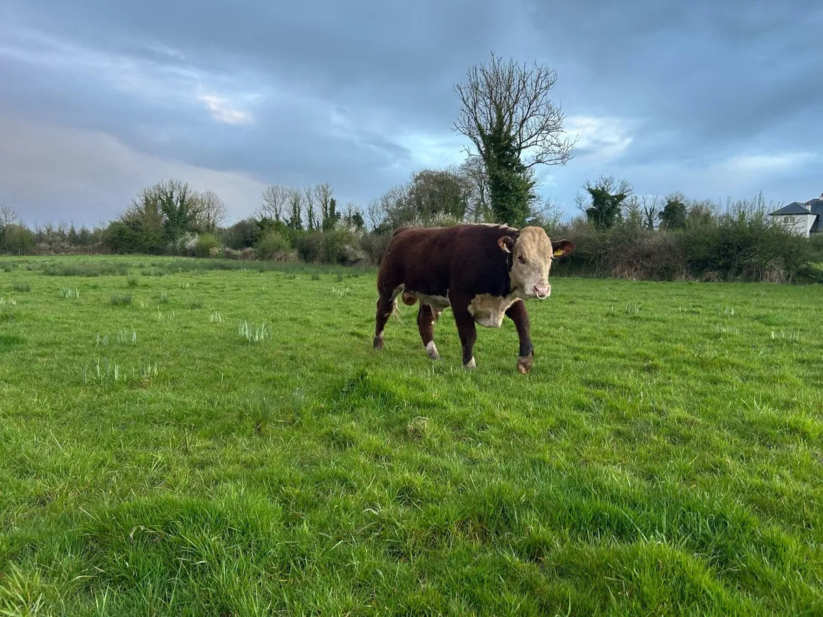 PBR Hereford Bulls - Image 3