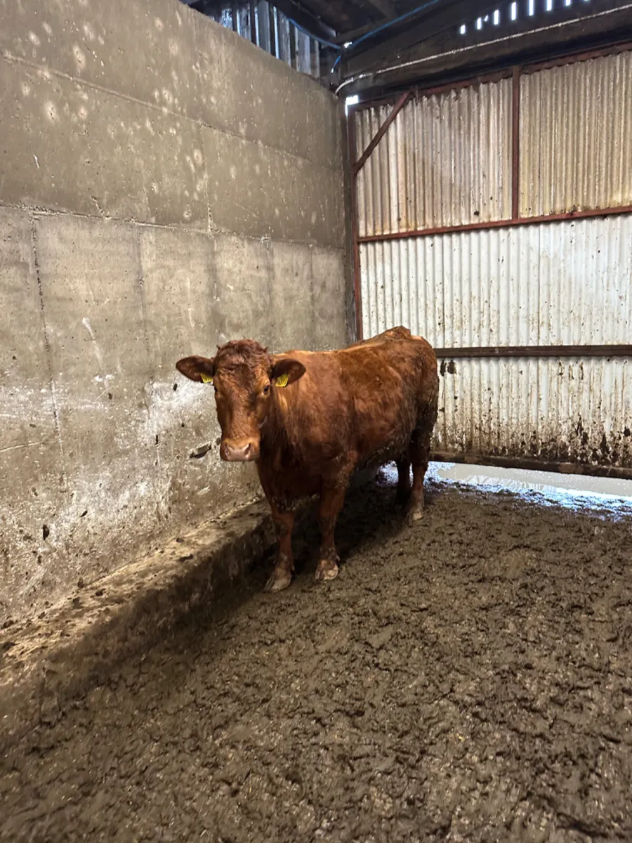 Lim springer - Image 1