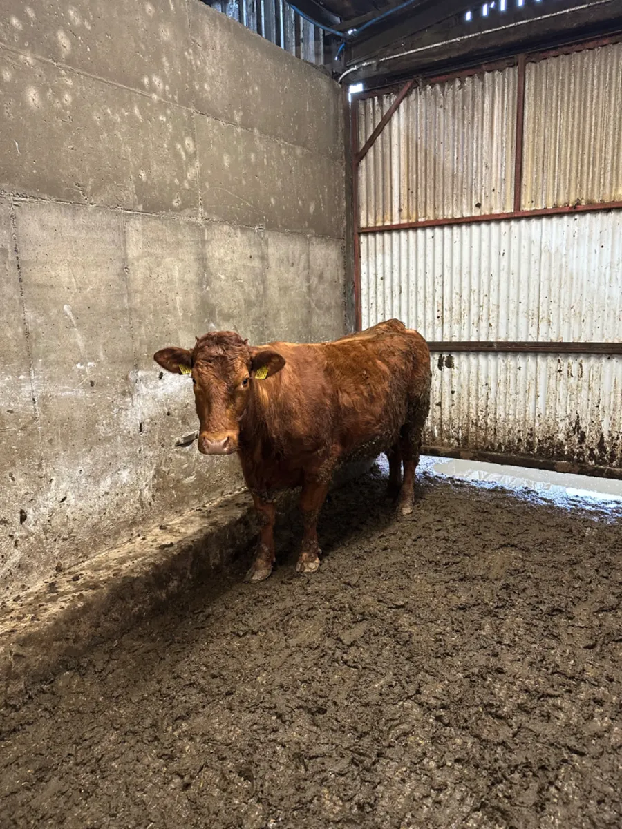 Lim springer - Image 2