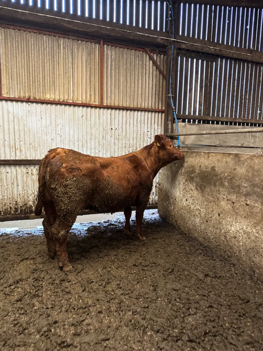 Lim springer - Image 4