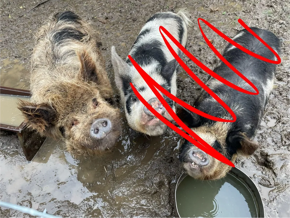 Kune kune boar - Image 1