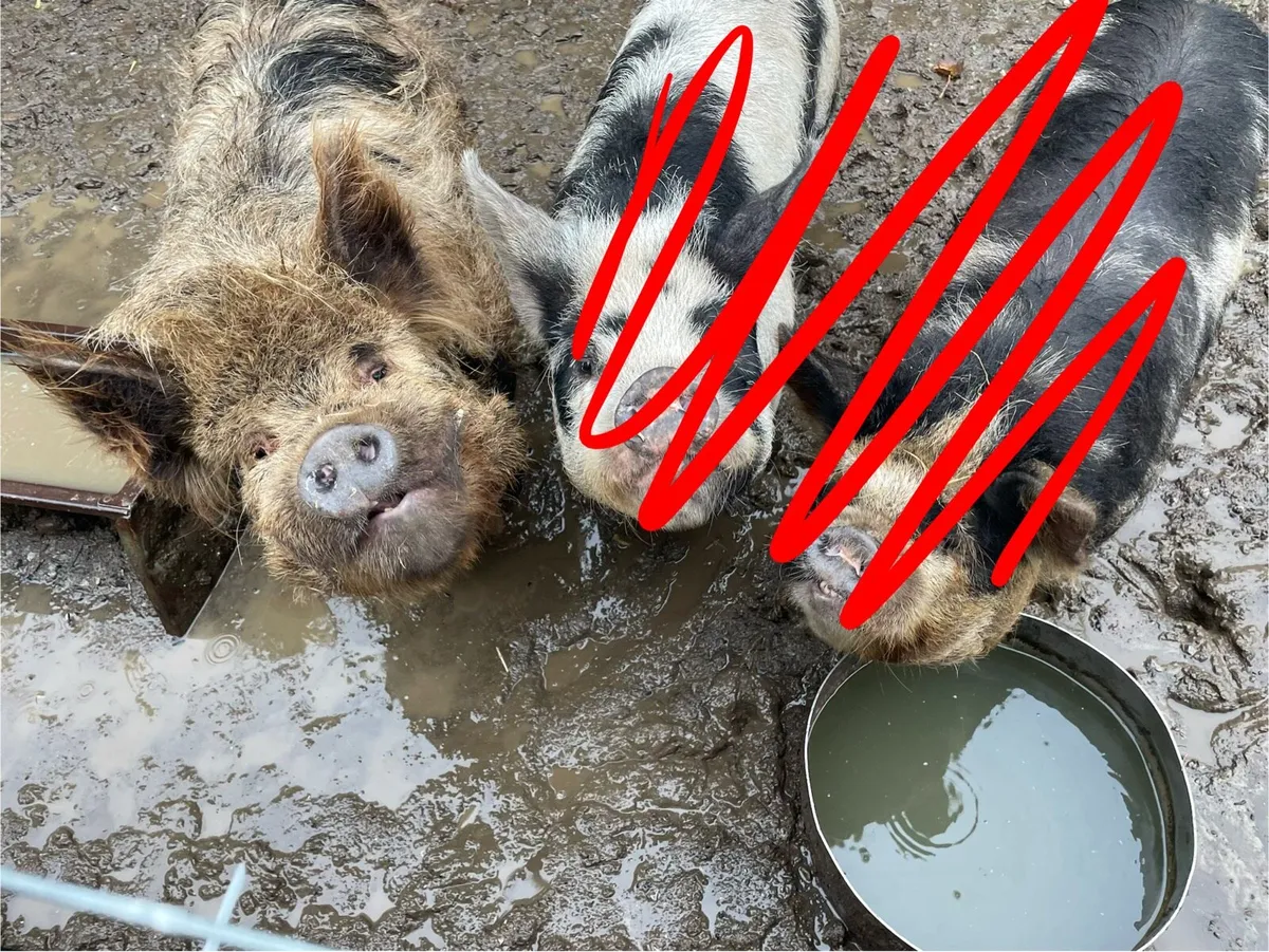 Kune kune boar - Image 2