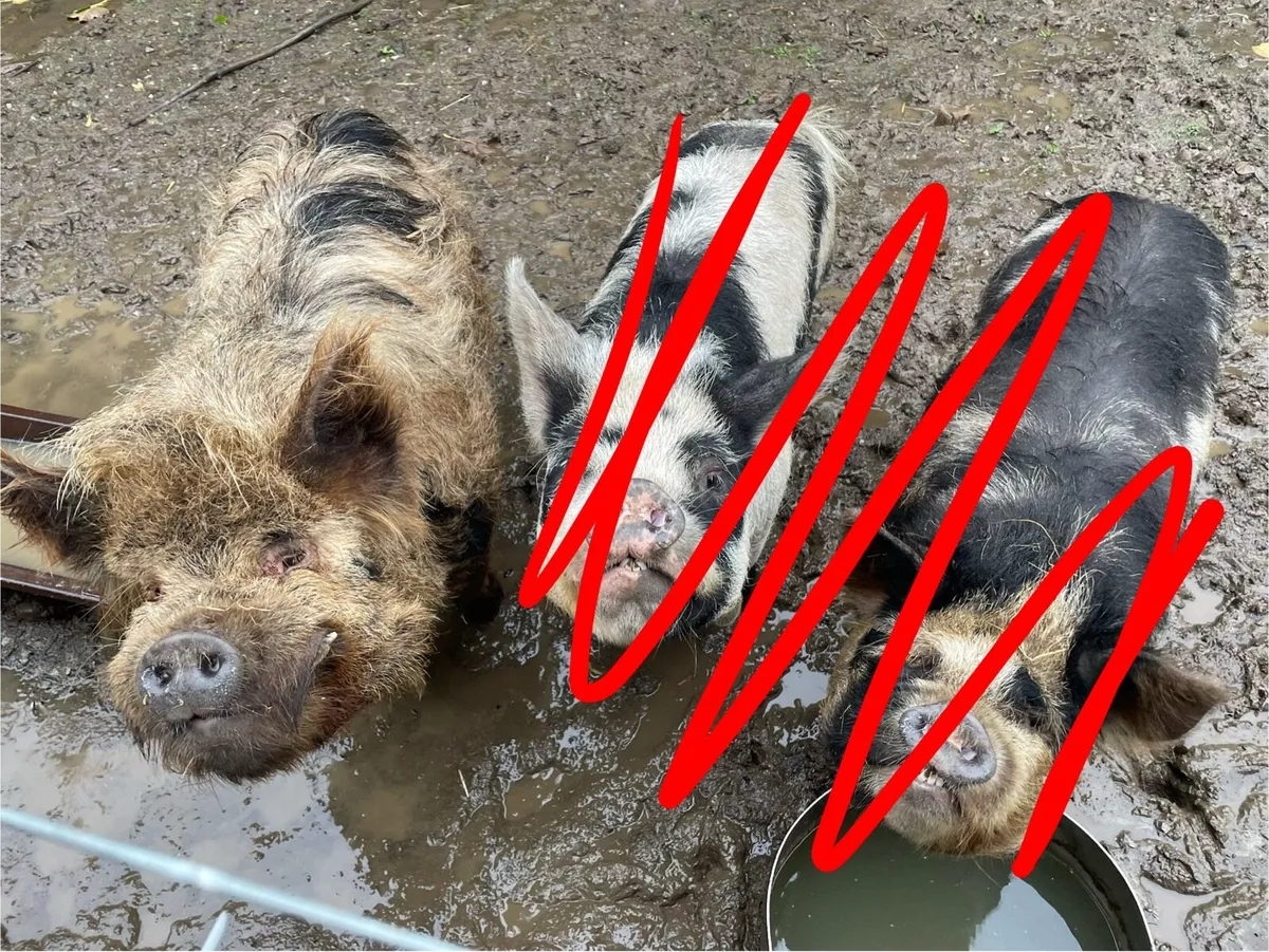 Kune kune boar - Image 3