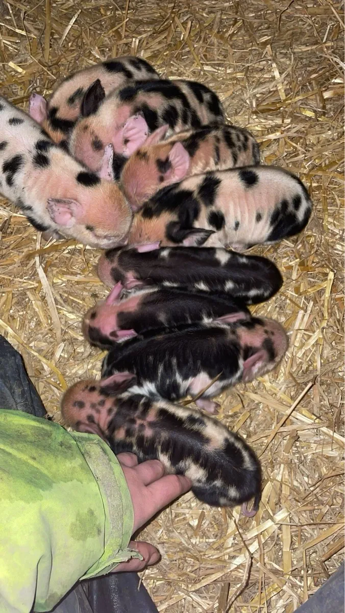 Kune kune boar - Image 4