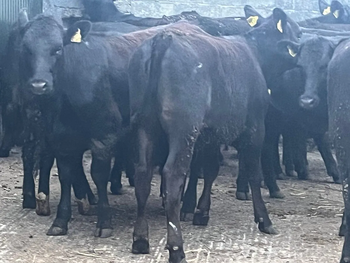 AA Heifers - Image 3