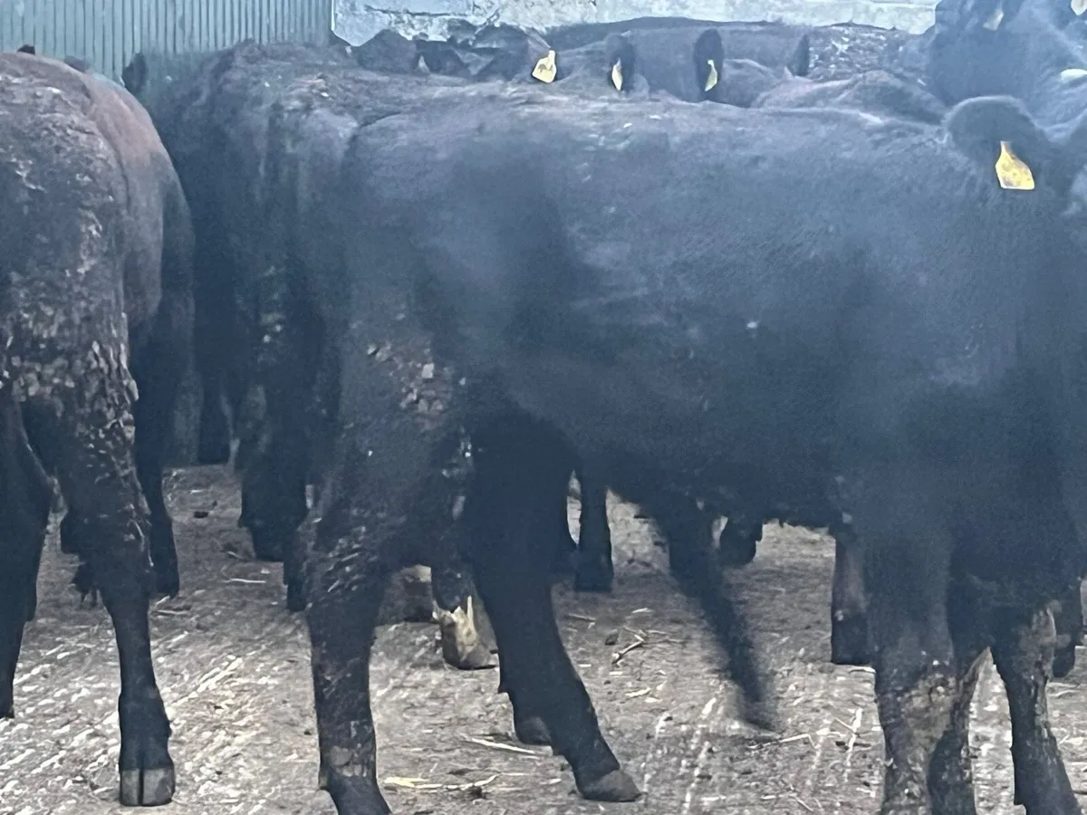 AA Heifers - Image 4