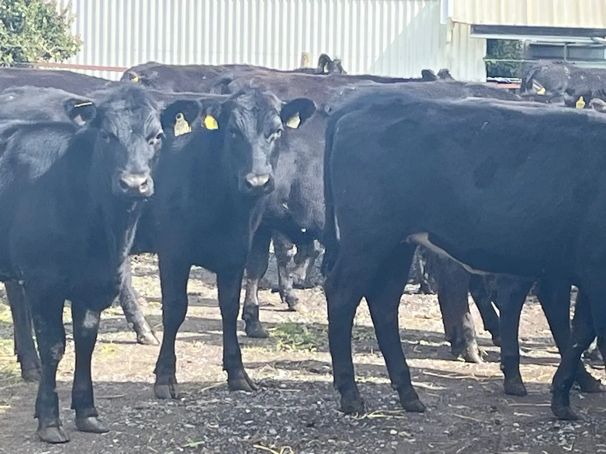 AA Heifers - Image 1