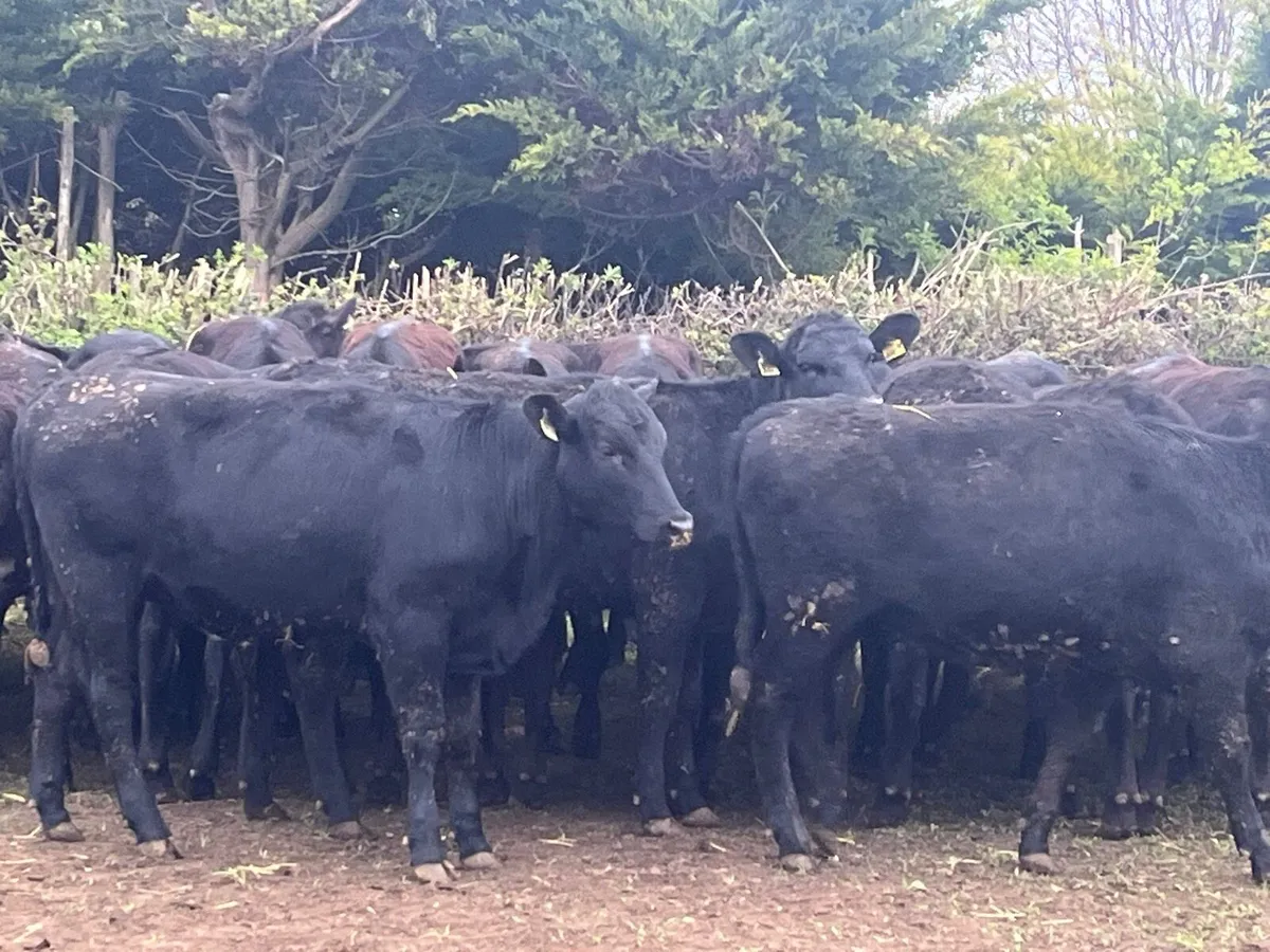 AA Heifers - Image 2