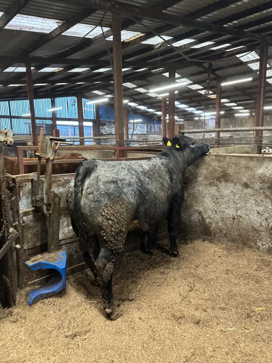 Blue grey springers - Image 3