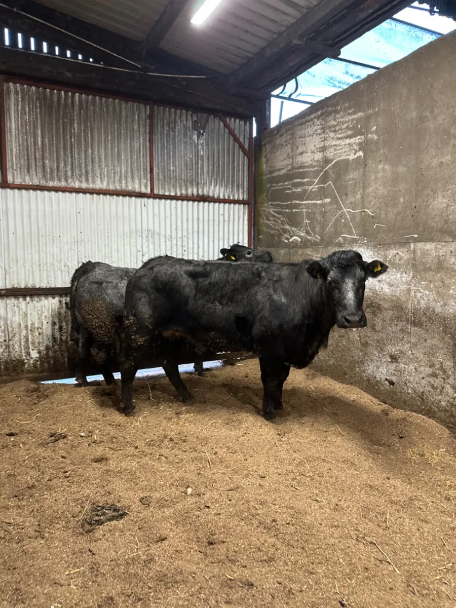 Blue grey springers - Image 2